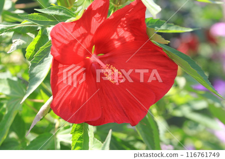Large red hibiscus 116761749