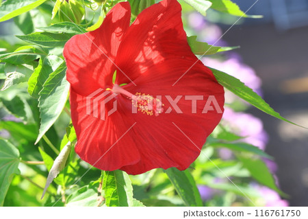 Large red hibiscus 116761750