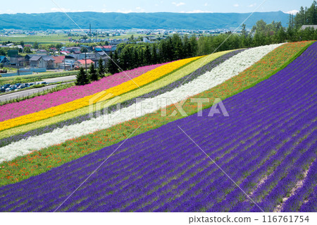 富良野的薰衣草田 富良野的薰衣草田 116761754