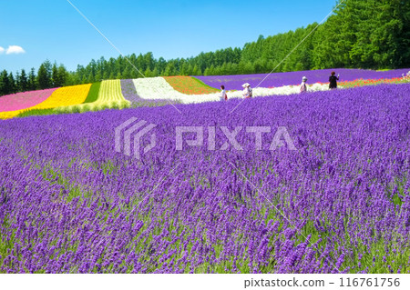 富良野的薰衣草田 116761756