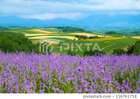 美瑛四季彩之丘的薰衣草 美瑛四季彩之丘的薰衣草 116761758