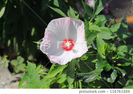 Titan Vic Kids Tinkerbell Titan Vic Kids Tinkerbell 116761889