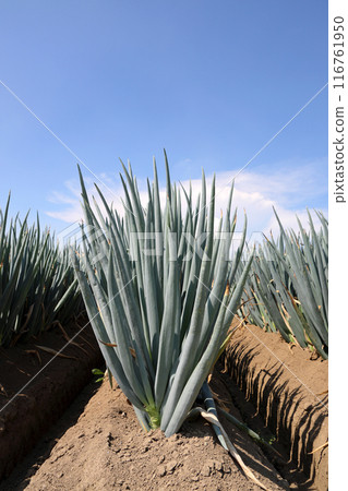 A field of leeks close to harvest 116761950