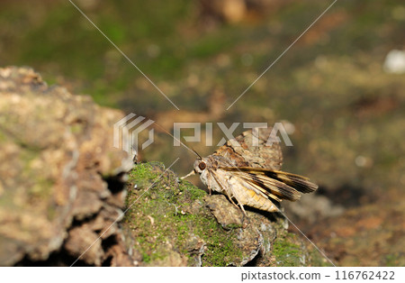 Side view of a moth (natural light, strobe, macro lens close-up) Side view of a moth (natural light, strobe, macro lens close-up) 116762422