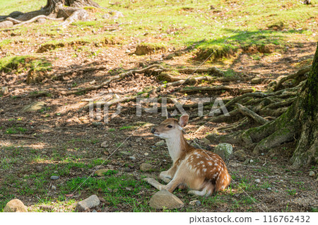 奈良公園的一隻小鹿在樹蔭下休息 116762432