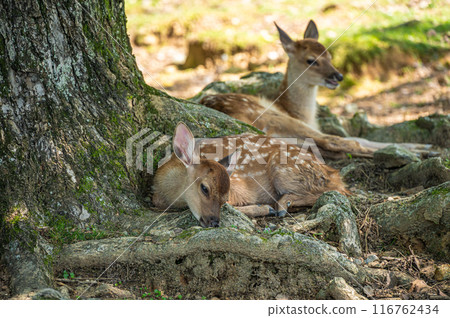 A fawn relaxing in the shade of a tree in Nara Park 116762434