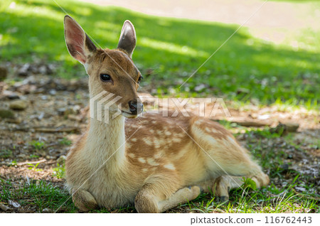奈良公園的一隻小鹿在樹蔭下休息 奈良公園的一隻小鹿在樹蔭下休息 116762443