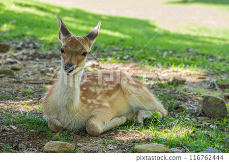 A fawn relaxing in the shade of a tree in Nara Park A fawn relaxing in the shade of a tree in Nara Park 116762444