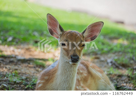 奈良公園的一隻小鹿在樹蔭下休息 116762449