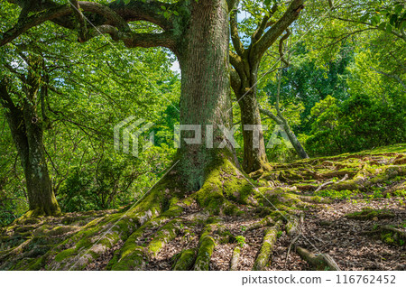 Camphor tree in Nara Park 116762452
