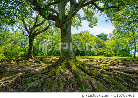 奈良公園的樟樹 奈良公園的樟樹 116762461