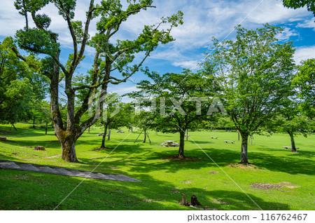 奈良公園春日野花園 116762467