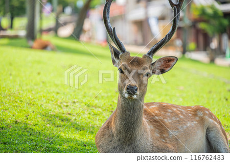 Deer at the foot of Mt. Wakakusa Deer at the foot of Mt. Wakakusa 116762483