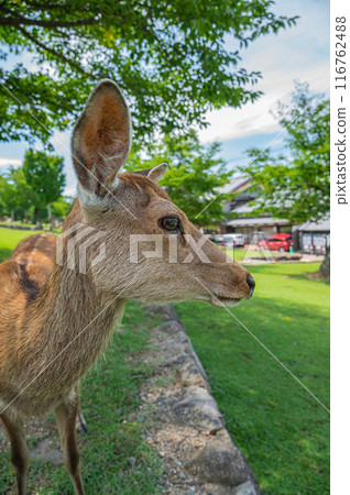 Deer at the foot of Mt. Wakakusa 116762488