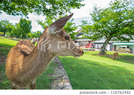 Deer at the foot of Mt. Wakakusa 116762492