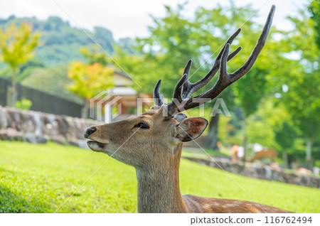 Deer at the foot of Mt. Wakakusa 116762494