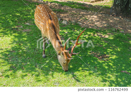 若草山山麓的鹿 116762499