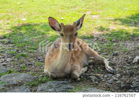 Deer at the foot of Mt. Wakakusa Deer at the foot of Mt. Wakakusa 116762507