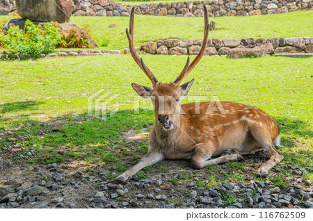 Deer at the foot of Mt. Wakakusa Deer at the foot of Mt. Wakakusa 116762509