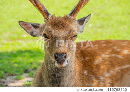 Deer at the foot of Mt. Wakakusa Deer at the foot of Mt. Wakakusa 116762510
