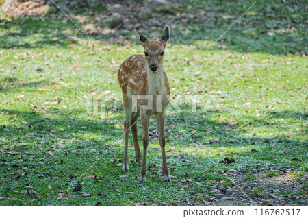 奈良公園的小鹿 奈良公園的小鹿 116762517
