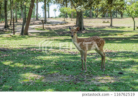 奈良公園的小鹿 116762519