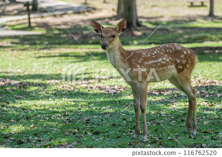 A fawn in Nara Park A fawn in Nara Park 116762520