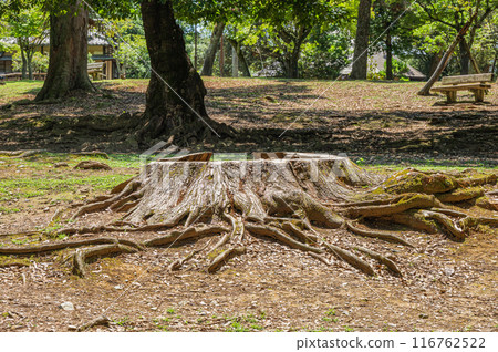 The trees of Nara Park 116762522