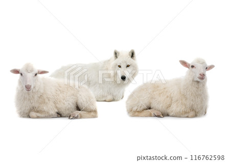 wolf in sheep's clothing with sheep isolated on white background wolf in sheep's clothing with sheep isolated on white background 116762598