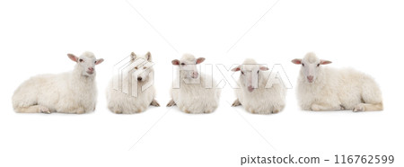 wolf in sheep's clothing with sheep isolated on white background wolf in sheep's clothing with sheep isolated on white background 116762599