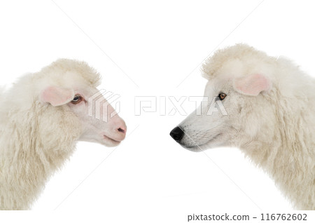 portrait wolf in sheep's clothing and sheep isolated on white background portrait wolf in sheep's clothing and sheep isolated on white background 116762602
