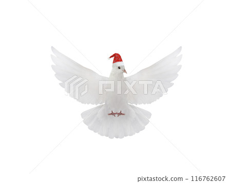Free flying white dove wearing santa hat on white background 116762607