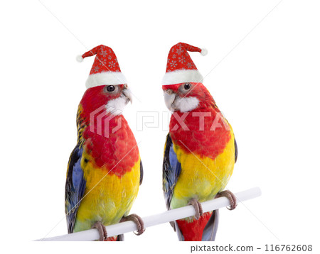 two parrot Rosella parrots in Santa Claus hat isolated on white background two parrot Rosella parrots in Santa Claus hat isolated on white background 116762608