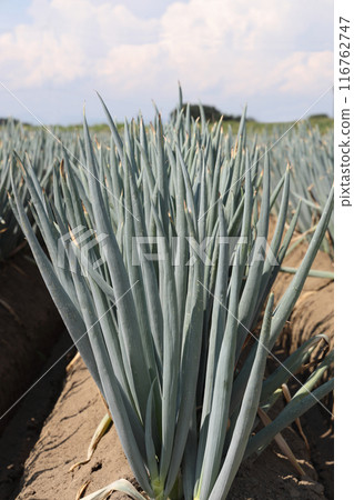 A field of leeks close to harvest 116762747