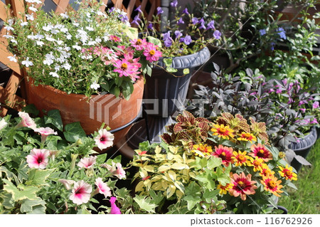 Summer flower arrangements and pots Summer flower arrangements and pots 116762926