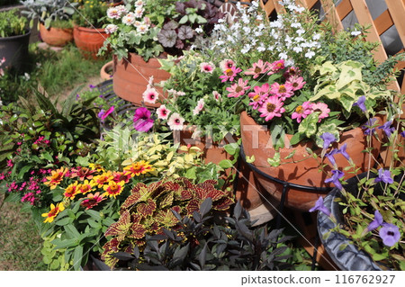Summer flower arrangements and pots Summer flower arrangements and pots 116762927
