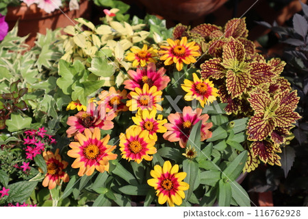 Group planting of zinnia and coleus Group planting of zinnia and coleus 116762928