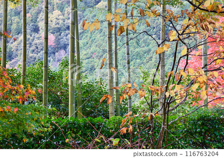 Beautiful autumn garden at Ohara Hosen-in Temple (Sakyo Ward, Kyoto City) Beautiful autumn garden at Ohara Hosen-in Temple (Sakyo Ward, Kyoto City) 116763204