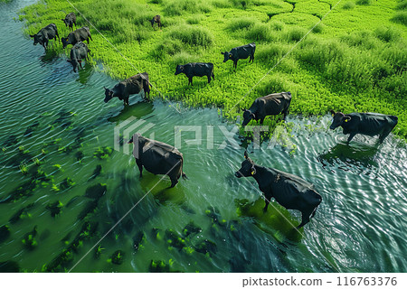 Herd of cows are in a field of green grass and are drinking from a river Herd of cows are in a field of green grass and are drinking from a river 116763376