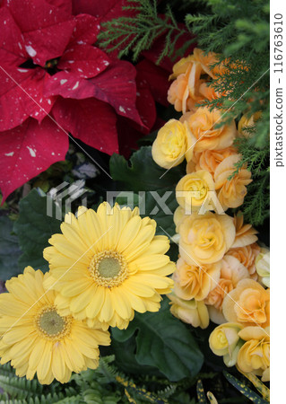 麗格秋海棠和非洲菊 116763610