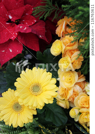 Riegers begonia and gerbera 116763611