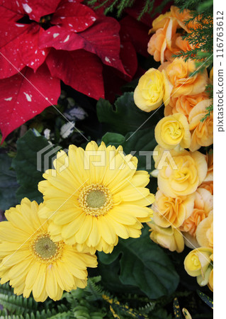 Riegers begonia and gerbera 116763612