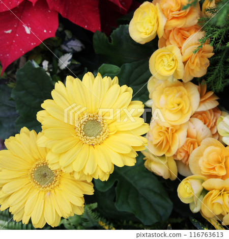 Riegers begonia and gerbera 116763613