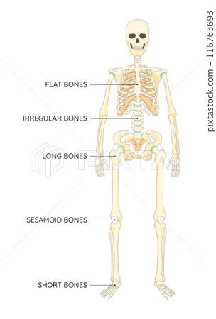 Bones types skeleton. Educational anatomical diagram. Bones location and titles example. Labeled educational scheme, anatomy outline diagram. Educational medical vector illustration 116763693