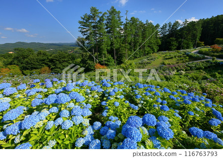 從福島縣石川郡平田村寶田山山麓的 Jupia Land 平田世界繡球園眺望山上的繡球花 從福島縣石川郡平田村寶田山山麓的 Jupia Land 平田世界繡球園眺望山上的繡球花 116763793