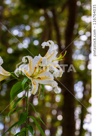 Mountain lilies blooming on Goishi Coast in Iwate Prefecture Mountain lilies blooming on Goishi Coast in Iwate Prefecture 116764035