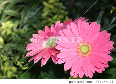 Gerbera Gerbera 116764041