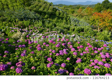 View of hydrangeas on the hill from the World Hydrangea Garden at Jupia Land Hirata, Yomota-shinden, Hirata-mura, Ishikawa-gun, Fukushima Prefecture View of hydrangeas on the hill from the World Hydrangea Garden at Jupia Land Hirata, Yomota-shinden, Hirata-mura, Ishikawa-gun, Fukushima Prefecture 116764213