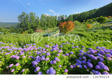 從福島縣石川郡平田村寶田山山麓的 Jupia Land 平田世界繡球園眺望山上的繡球花 從福島縣石川郡平田村寶田山山麓的 Jupia Land 平田世界繡球園眺望山上的繡球花 116764214