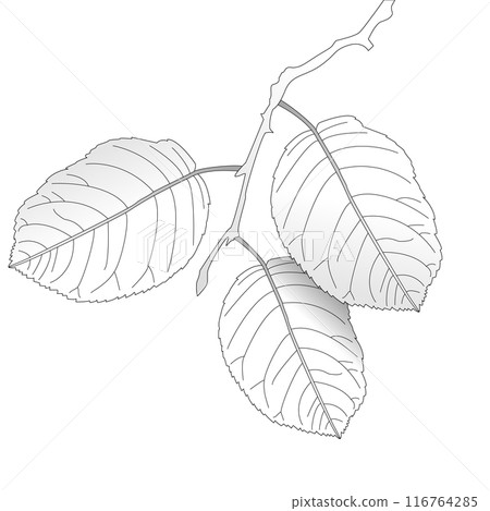 Childrens coloring books, Autumn leaves on a branch, fall Childrens coloring books, Autumn leaves on a branch, fall 116764285